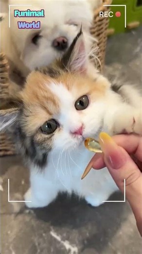 💊🐱 “I Am The One: Neo-Meow” — Welcome to the Meowtrix 😹✨ | [FW Glimpse]