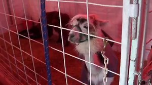 5.9K views · 286 reactions | Pastor Jack Graham behind the scenes with the animals of “The Gift of Christmas” | Prestonwood Baptist Church | Facebook