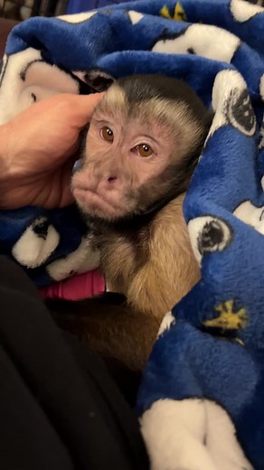 Capuchin Monkey Videos That Show True Love