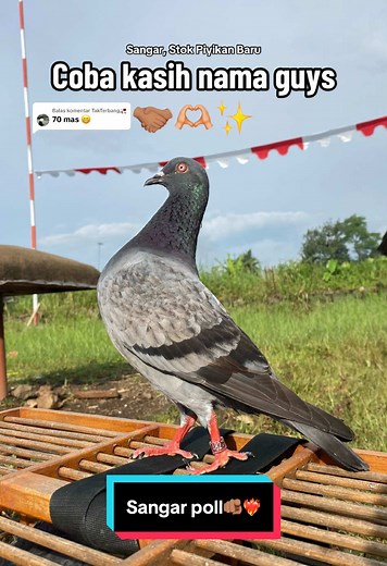 Harga Miring untuk Merpati Kolong: Temukan Stok Baru