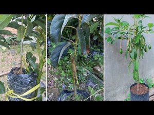 Simple Method for Grafting Avocado Trees to Grow Quickly and Bear Fruit | Idea Grafting Avocado