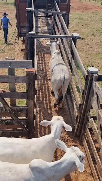 Effective Livestock Handling Techniques on Rural Farms