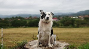 Border collie blue merle dog sitting on a wooden stump, in the middle of a field, staring at camera