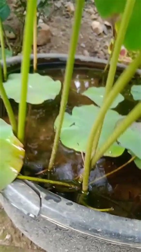 Nelumbo nucifera--white lotus flower#lotus#shortsfeed #explore #youtubeshorts #garden #fyp