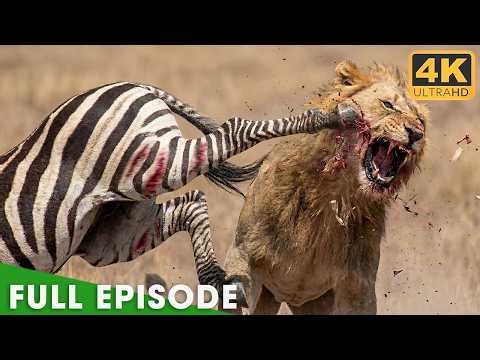 African's Deadliest Instinct & Survival (Full Episode) | Nature Animal Documentary
