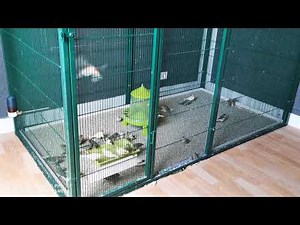Élevage canaris# nouvelle pièce et volière 2021