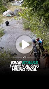 The bear isn’t leaving them alone 😰 | Daily Mail Entertainment