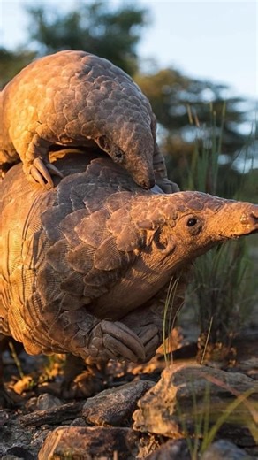 A rare sighting of a pangolin and her pup at Singita. Baby pangolins cling to their mothers’ backs or tails mainly for safety, protection and easy transport while she searches for food at night. They are born with soft, flexible scales that take a few days to harden, so this helps keep them secure and shielded from predators as they move around together. 📸: @singita_ #worldpangolinday #pangolincollection #pangolinconservation | Patrick Mavros