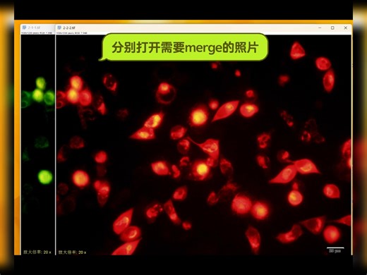 Imagej 下载安装及荧光照片merge