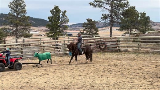 Lot#30 BHSS horse sale Little Christmas riding in the nice weather!! Black Hills Stock Show And Rodeo 2026 | Cotton Performance Horses