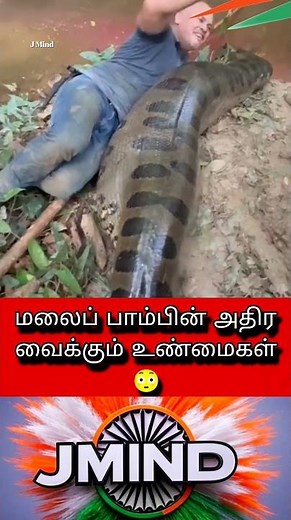 🐍 Python Snake Amazing Facts in Tamil | Biggest Snake in the World #python #snake #facts #amazing