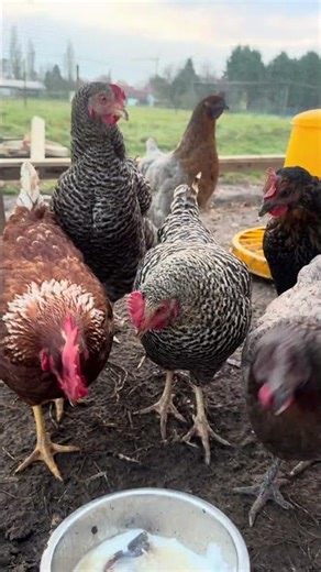 #chicken „Hühner 🐔❤️