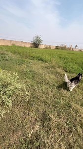 150K views · 4.9K reactions | Husky in mood | Review Reloaded | Facebook