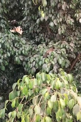 Indiam Red whiskered Bull bull and Indian fig tree @my home garden