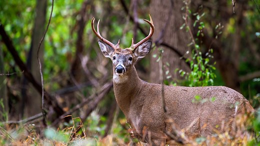 When is Missouri deer hunting season? See MDC's new rules for 2025