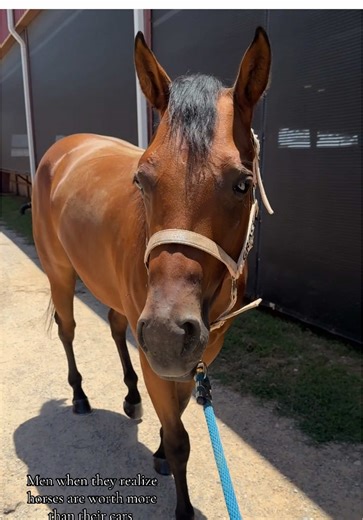 And it comes with its own mind 💗 #reining #fyp #grace #quarterhorse #riding