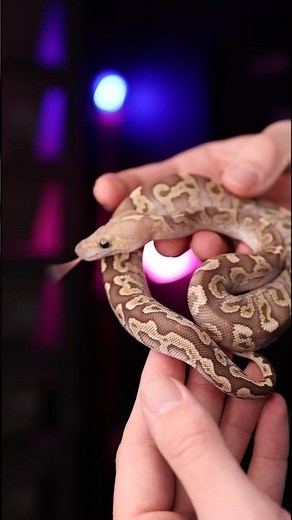 Incredible GHI Mojave Spotnose Clown Ball Python! #ballpython #snake #reptiles