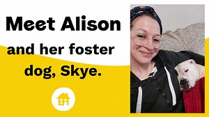 8.5K views · 420 reactions | Meet Skye, a 2 year old American Bulldog who is deaf. This smart little pooch has been learning sign language with the help of her foster family and loves to go on regular walks. She is now ready for a loving, quiet home and lots of snuggles! She can live with children 16+ Skye is at Dogs Trust Merseyside Read more about Skye's journey here: https://bit.ly/3Nw6K5Q | Dogs Trust | Facebook