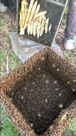 Collecting Fresh Honey 🍯🐝 | Beekeeping Short