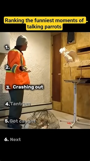 HAVE YOU EVER SEEN AN ANGRY PARROT? #animals #funny