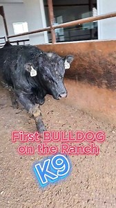 K9 is headed out with the girls. First Bulldog on the ranch. #bulldog #cows #ranchlife | 1HandnFarming