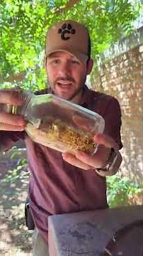 Making the best natural spider and scorpion repellent #chemanimals #shorts