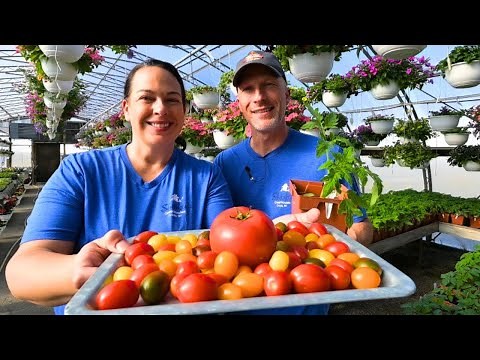 Which Tomato is Right for You? 🍅 Determinate vs. Indeterminate Explained!