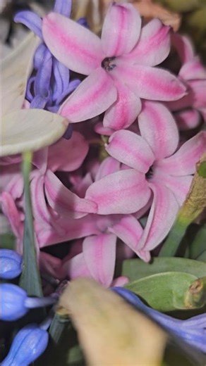 Flori de primavara - Spring Flowers
