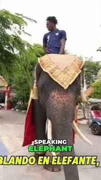Riding a Twerking Elephant in Thailand ! IShowSpeed's Wild Adventure!