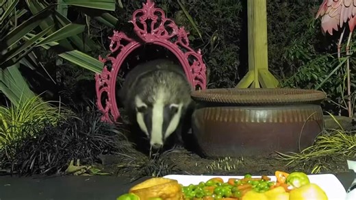 Even Mrs Lumpy didn’t like sprouts but she loved a Yorkshire pudding, just like me Yum Yum 😋 🦡🐾🐾❤️ | Mr Lumpy & Friends.