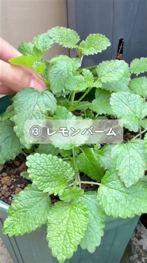 育てやすいハーブ、まずはこれ♪