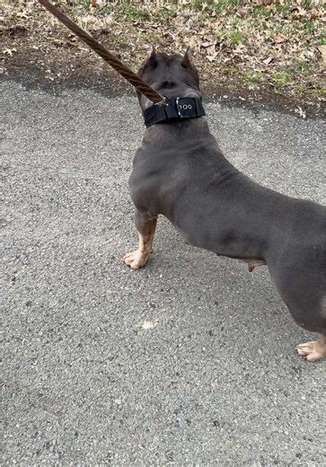 Athletic Pocket Bullies: Built for Power and Performance