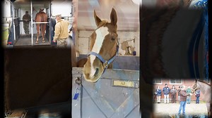 Last week Framingham Animal Control Officer Kathy MacKenzie, along with Oxford Animal Control Officer Kelly Flynn, held an Equine Basics Safety First training. This was a great training that included both classroom and hands on experience for the novice horse handler, and had Animal Control Officers, Firefighters and EMT's from across Massachusetts in attendance. Thanks to everyone who attended! National Animal Care & Control Association Animal Control Officers Association of Massachusetts Massa