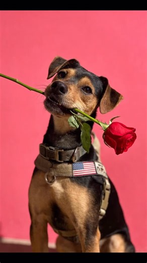 Bruno • Adopted Min-Pin Mix on Instagram: "Hello everyone a reminder to please continue to Vote. Only 24 hours left to ensure I am 1st Place by the end of Thursday Feb. 12th 7pm PST to make it through to the Quarter Finals phase of the contest. I’m biting my paws 🐾 with anxiety for me to make it to the next round where things are really gonna get turned up. Love you guys! Share my link to help me paw my way to the top spot! Let’s do this: americasfavpet.com/2026/bruno-677c/ #AmericasFavoritePet
