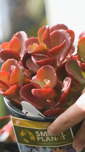 11K views · 97 reactions | Succulents beyond the greens you're used to! ✨ In this video, explore how these hardy plants come in a stunning array of colors, including eye-catching reds. Learn about the factors that contribute to their diverse hues and how to cultivate your own colorful succulent garden.  #Succulents #PlantCare #GardeningTips | Smart Planet Plants | Facebook
