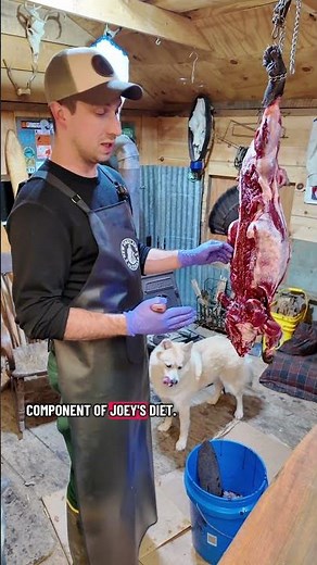 Beaver meat makes highly nutritious all natural dog food