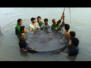 70 Endangered Giant Stingrays Die Mysteriously
