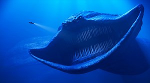 342K views · 4.8K reactions | Terrifying Sea Creatures Caught On Camera Experts Can't Explain #ocean #seacreatures #deepsea | Most Amazing Top 10 | Facebook