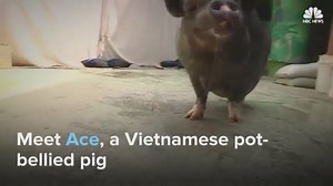 151K views · 311 shares | Ace, a Vietnamese pot-bellied pig from...