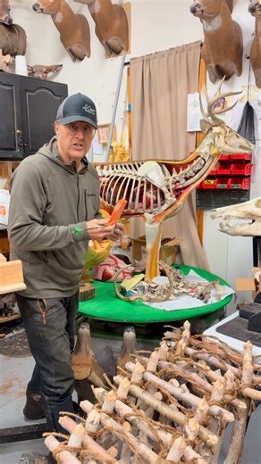 The Anatomy Hunter on Instagram: "Ever had a Broadhead deflect?#bowhunting #bowhunting #archery #hunting #anatomy #shotplacement #whitetail #hunt #reels #anatomyhunter #whitetaildeer"