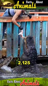 4.7K views · 125 reactions | Here are the top wild animals known for having the strongest bite force: Jaguar, Crocodile, and Orca. #lifestyle #facts #about #animals #nature | Facts about Animals | Facebook