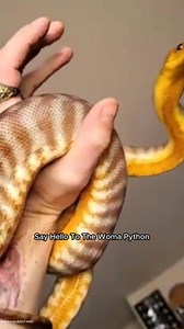 11 reactions | Woma Python : One of the Most Beautiful Snakes in the World #womapython #reptiles #animalworld | Animal World | Facebook