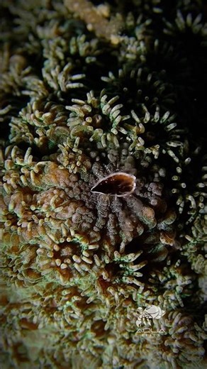 ✨ Coral Barnacle – Hidden Jewel of the Reef The Tiny Guardian of Coral Castles 🪸🌊