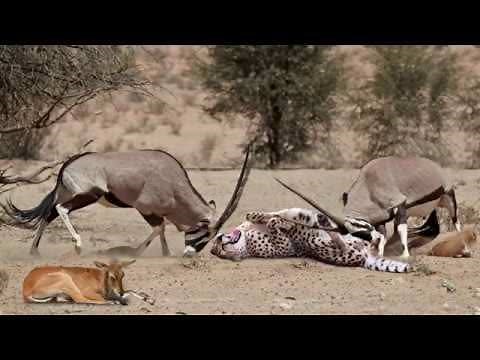 1.1M views · 2.3K reactions | Animal World. Great! Mother Gemsbok Save Her Baby From Cheetah Hunting, Five Cheetah vs Wildebeest | Animal World | Facebook