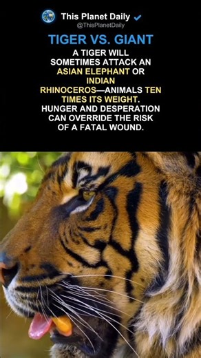 Why Tigers Attack Animals Far Larger Than Themselves