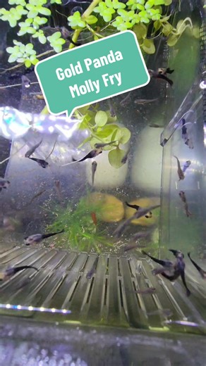 Adorable Gold Panda Molly Fry in the Aquarium