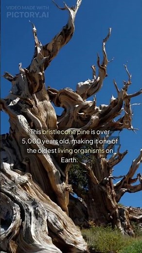 Meet the Methuselah tree, the world’s oldest living tree!
