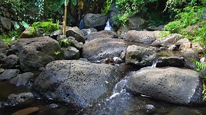 Stream, River, Waterfall. Free Stock Video