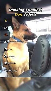 RANKING The FUNNIEST Dog Videos of All Time (You Won't Believe #1!)