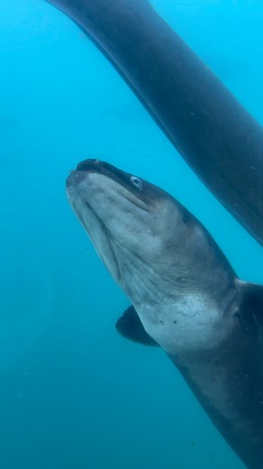 Wildlife in Lake Wakatipu at Time Tripper underwater viewing window in Queenstown, New Zealand  #eels #ducks #fish #trout #salmon #queenstown #newzealand @timetripperqueenstown | Mike Jack Eats Heat | Facebook